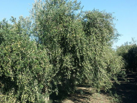 המדריך: איך לבחור שמן זית?