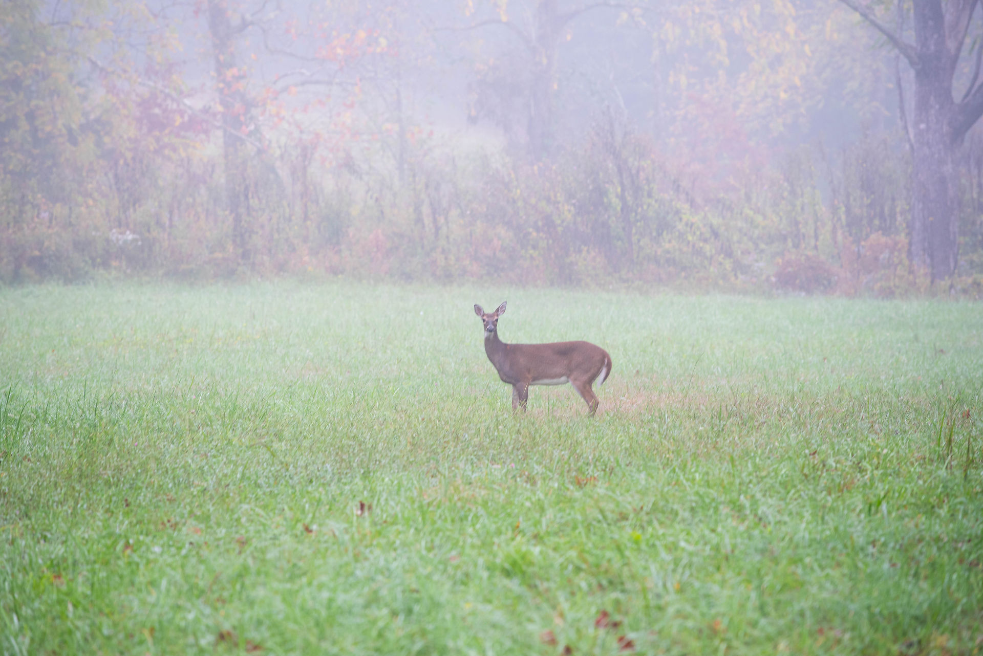 Cades Cove