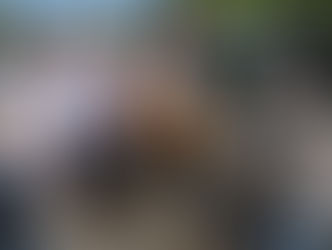 A FALTA DE PAN, CIRCO