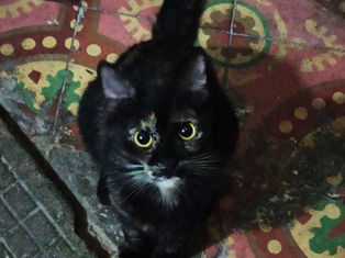 ¡Feliz día del gato!