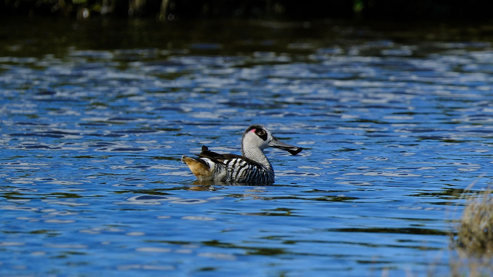 Pink-eared Duck