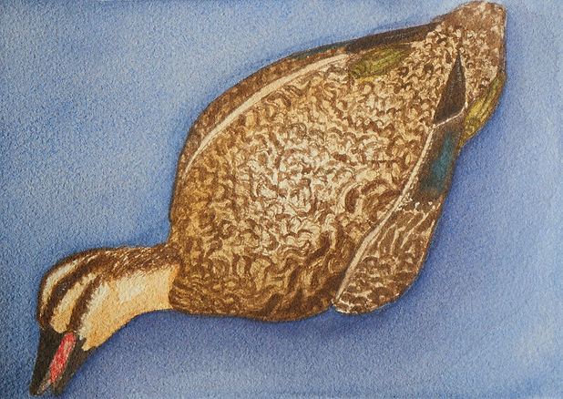 Dead Duck