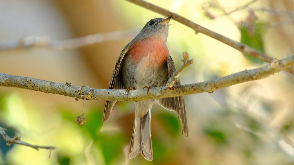 Female Rose Robin