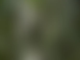 Eastern Barn Owl