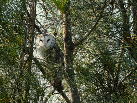 Eastern Barn Owl