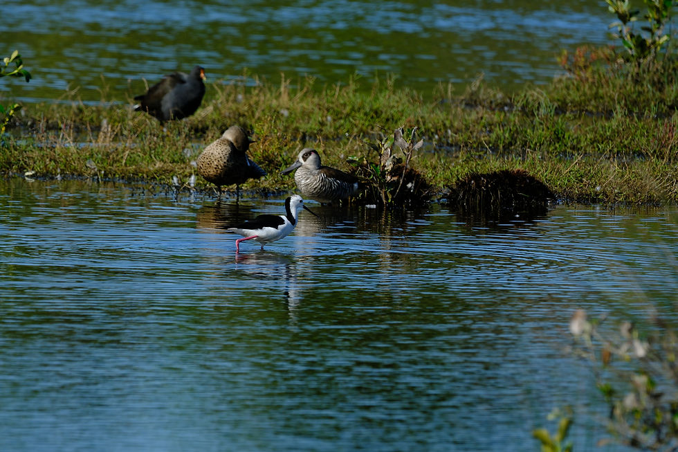 Dusky Moorhen, Pied Stilt, Chestnut Teal, Pink-eared Duck