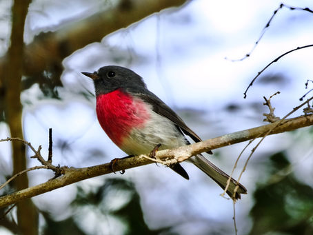 Male Rose Robin