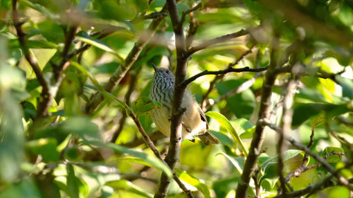 Brown Thornbill (Acanthiza pusilla)