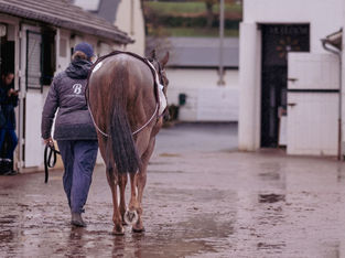Haras de Bouquetot's Consignment at the Arqana December Sale