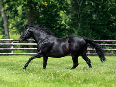 Romanised represented by his yearlings at the August 2025 Arqana V2 Sale.