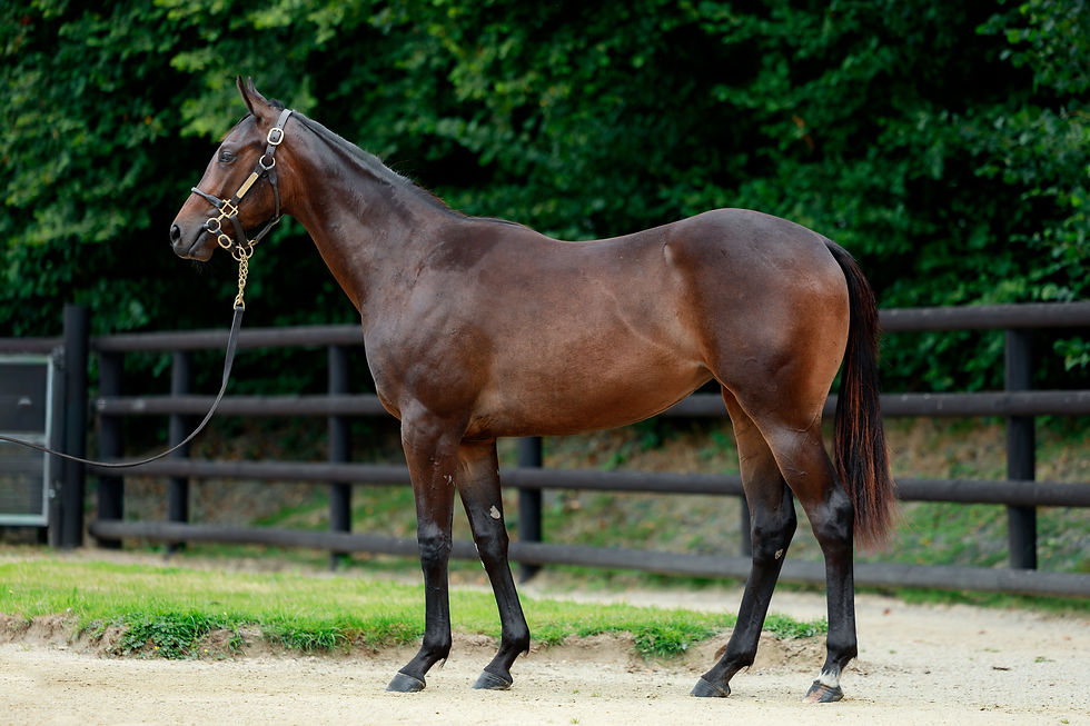 Lot 384, a filly ex La Poutanesca sold for €42,000 from Capucines to Hubert Guy Bloodstock