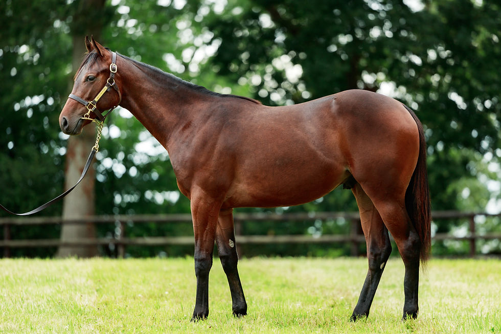 Lot 368, a colt ex Grudge sold for €50,000 from Mont Di Mont to Hubert Guy Bloodstock