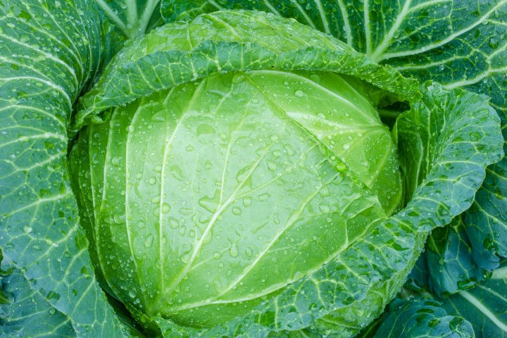 Λάχανο Κιλκίς 5gr