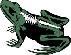 Frog upper side view