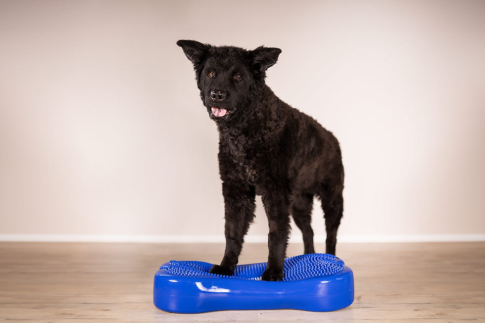 Schwr Hund bei der Krankengymnastik