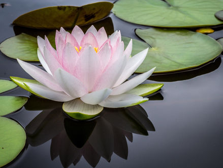 Trauma and the Nervous System: An Embodied Path to Healing
