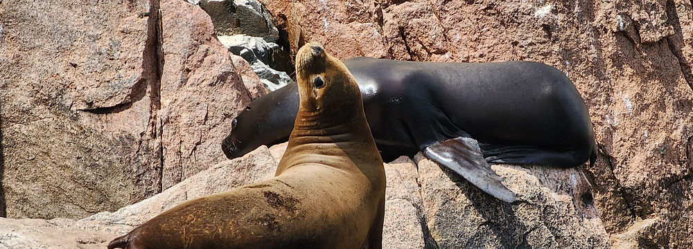 Ballestas Islands and Reserve of Paracas