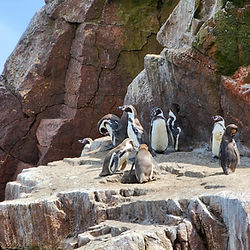 full day tour Ballestas islands Paracas national reserve and buggy in Huacachina Oasis