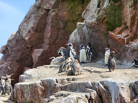 FULL-DAY EXCURSION TO THE BALLESTAS ISLANDS & THE RESERVE OF PARACAS