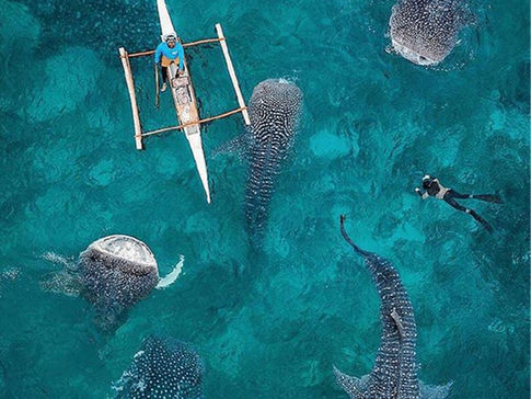 Swimming with Whale Sharks in Oslob Cebu