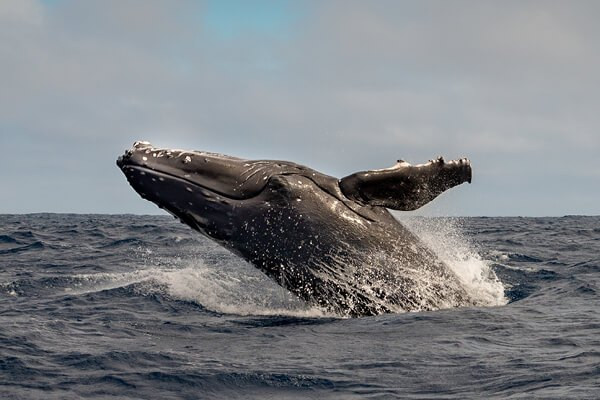 Whale watching on Vancouver Island