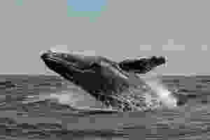 Whale watching on Vancouver Island