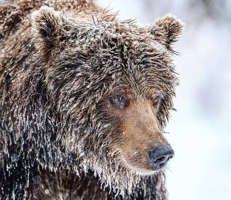 alaska