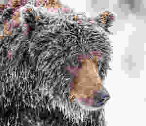 alaska