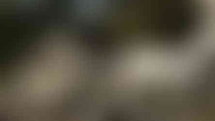 Wedding video at Ashdown Park Hotel by Ashdown Park Wedding Videographer based in Sussex