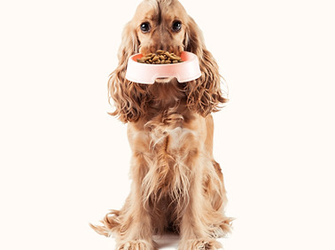 Cocker Spaniel