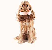 Pet Food Pantry