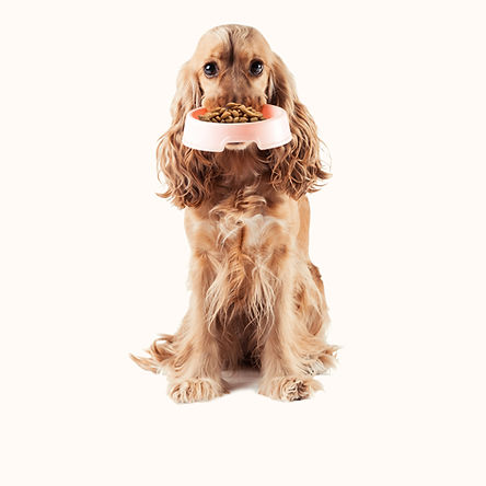 Chien tenant de la nourriture