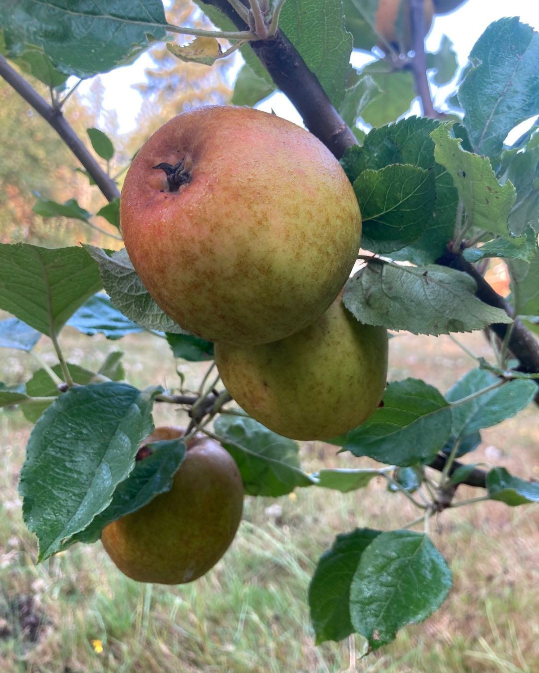 "Bulmer's Norman" apple scionwood