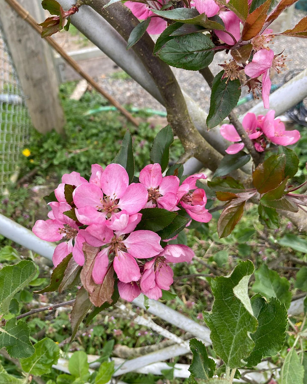 "Clifford" apple scionwood