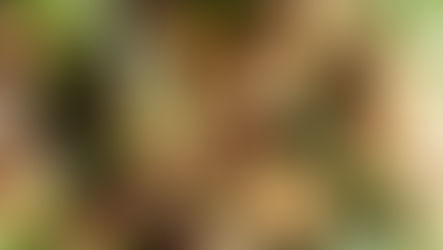 Roasted Cauliflower, Spinach & Date salad