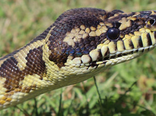 Spotting the Stripes: Navigating Adder Season on the Surrey Heaths