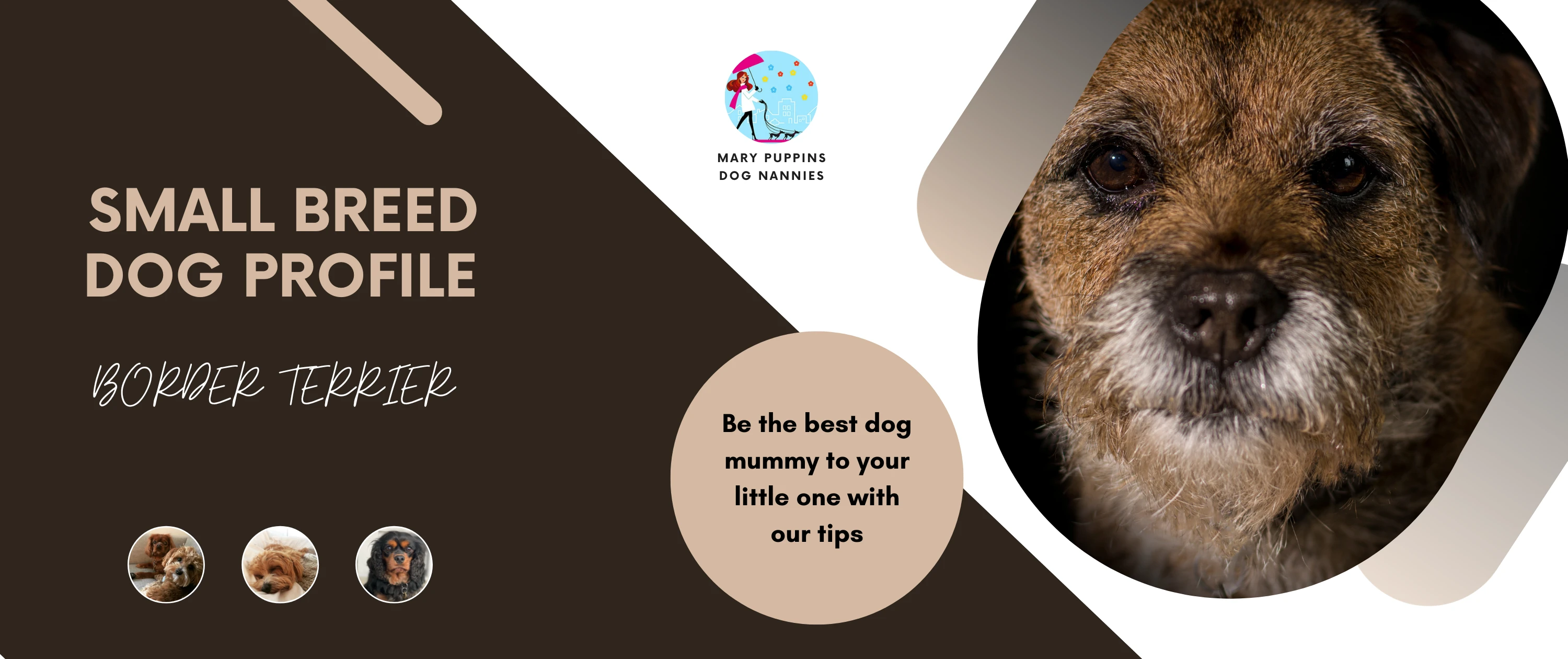 Border terrier gluten intolerance discount