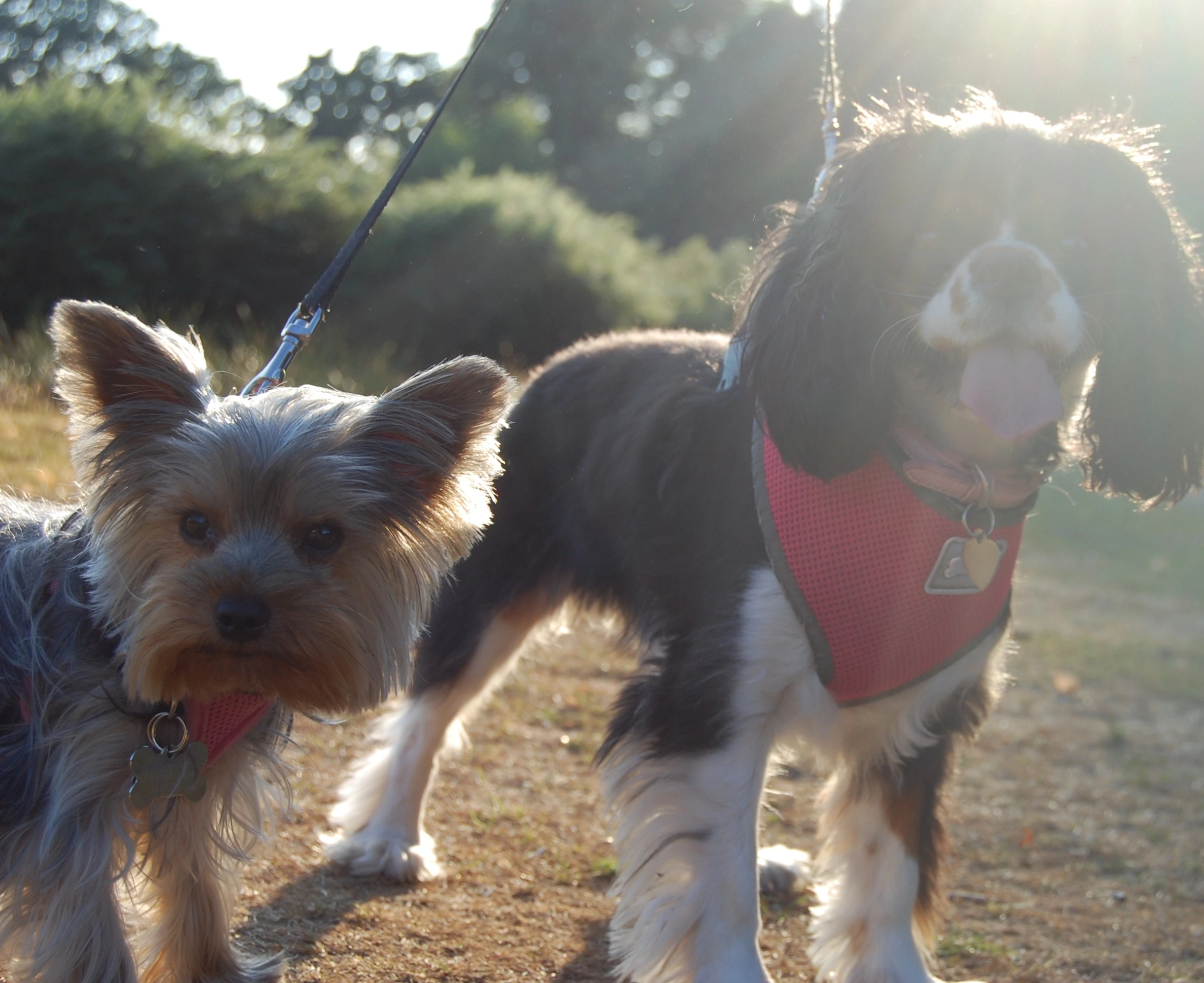 Small Dog Luxury Home Boarding Cheshire l Dog Boarding Cheshire