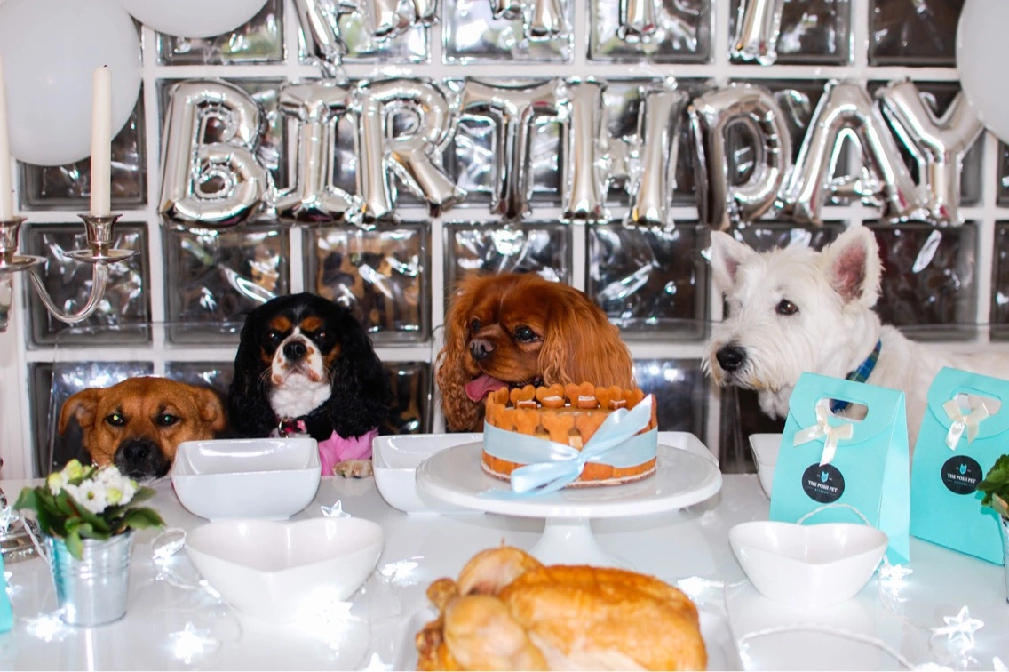 Small Dog Luxury Home Boarding Cheshire l Dog Boarding Cheshire