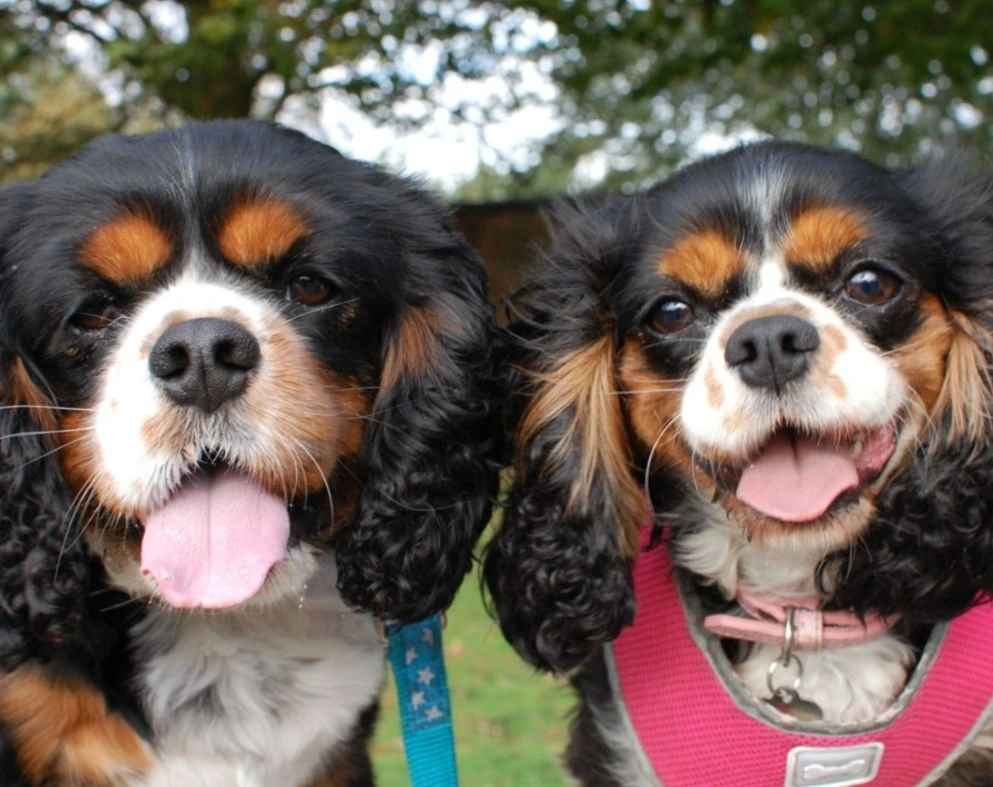 Small Dog Luxury Home Boarding Cheshire l Dog Boarding Cheshire