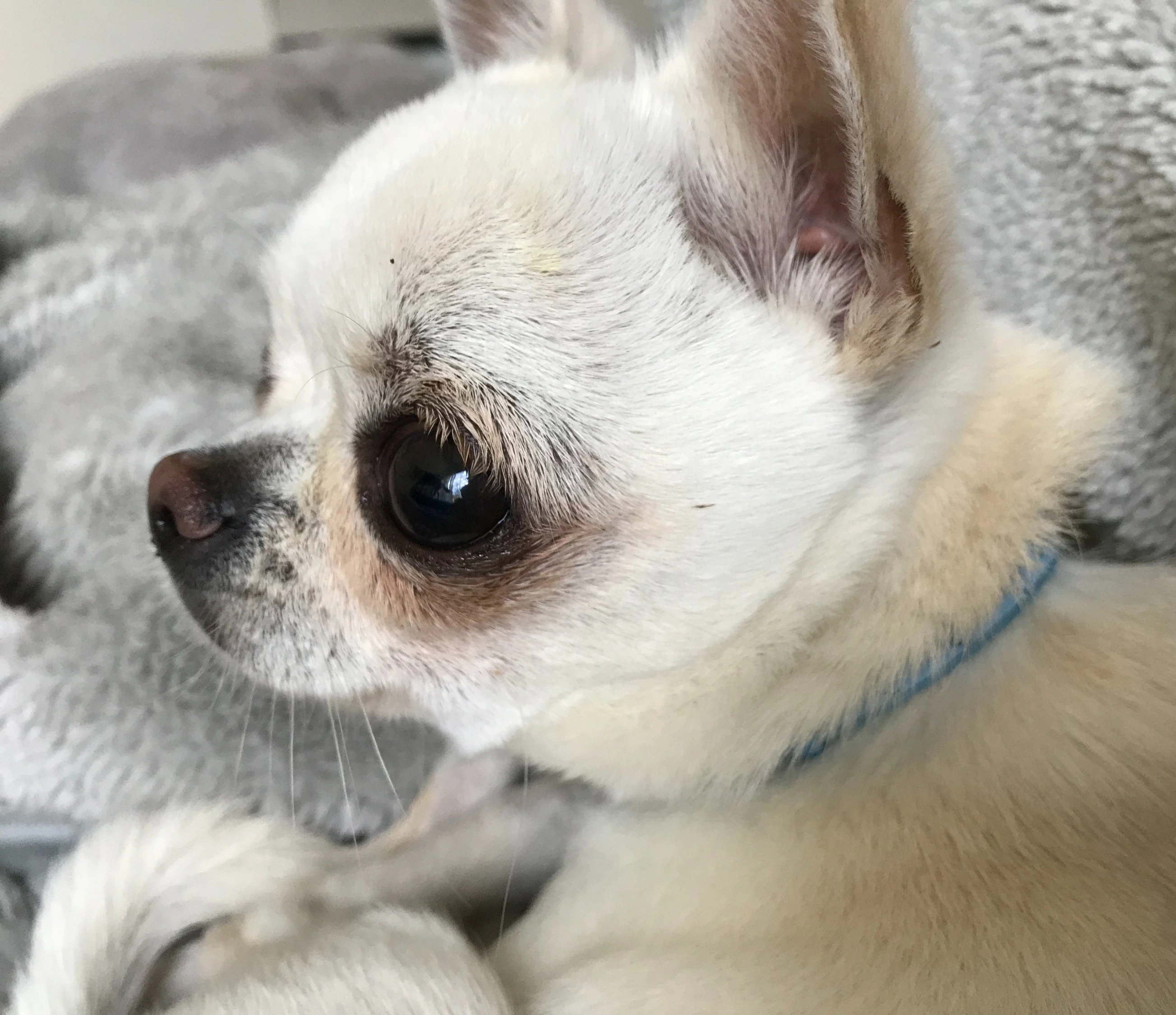 Small Dog Luxury Home Boarding Cheshire l Dog Boarding Cheshire