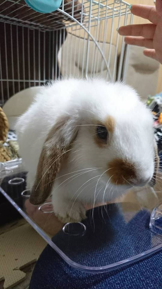 今回のクライアントさまのウサちゃん