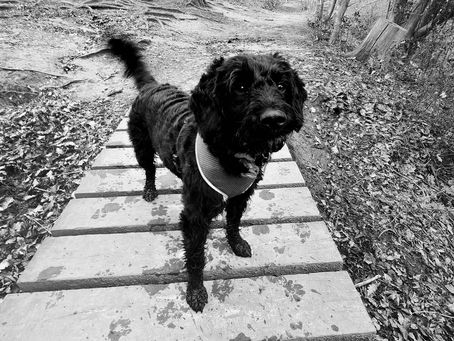 10 tips for keeping your dog healthy