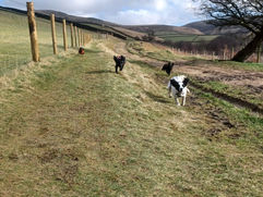 zooming round Mossy Lea.jpg