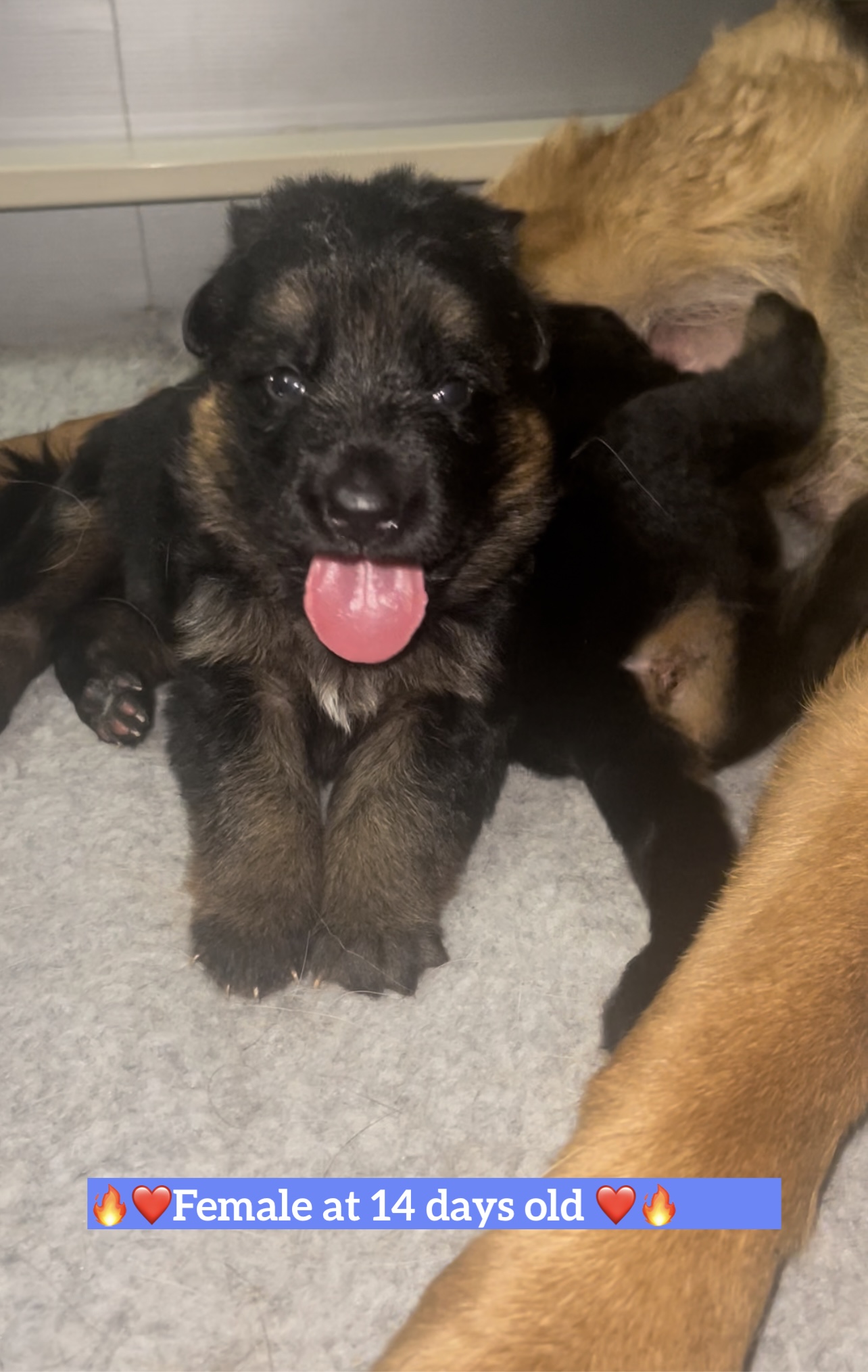Writer: Midwest GSD