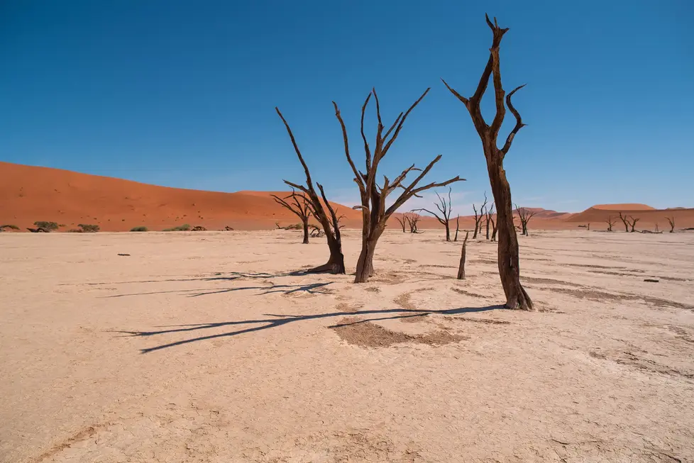Egor Goryachev - The trees of Deadvlei, Namibia