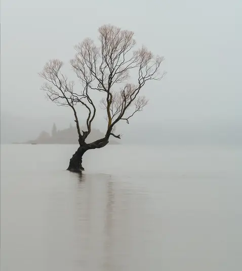 That Wanaka Tree, South Island