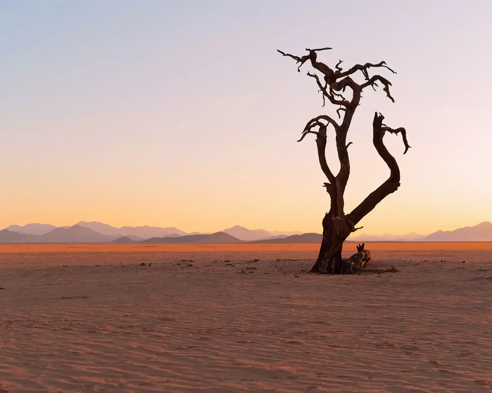 Egor Goryachev - Kanaan Tree in the Morning Sun, Kanaan Retreat, Namibia