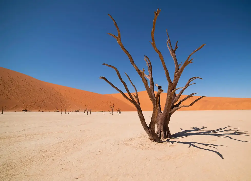 Egor Goryachev - The trees of Deadvlei, Namibia