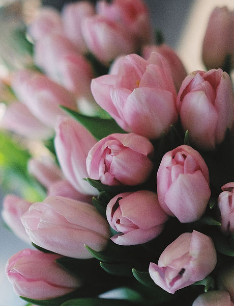 Pink%20Tulips_edited.jpg